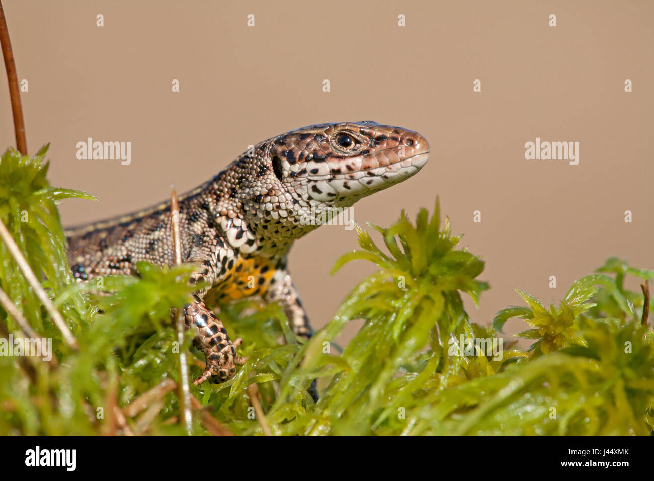 Portret van een mannetjes levendbarende hagedis in het vroege voorjaar op een venoever op veenmos; Ritratto di un maschio di lucertola comune a inizio primavera su sphagnum circa in prossimità di acqua; Foto Stock