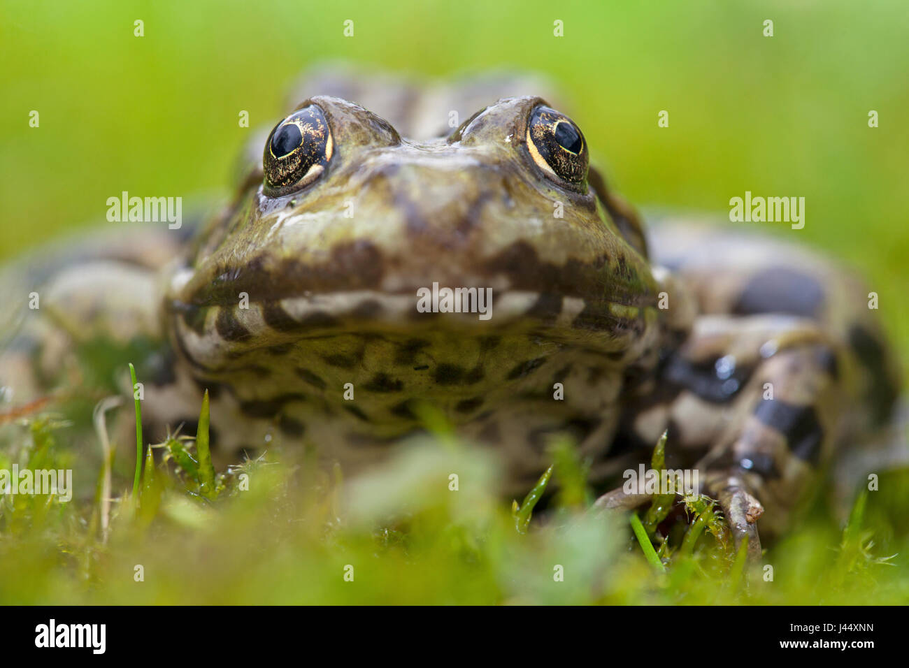 Ritratto frontale di una rana di palude Foto Stock