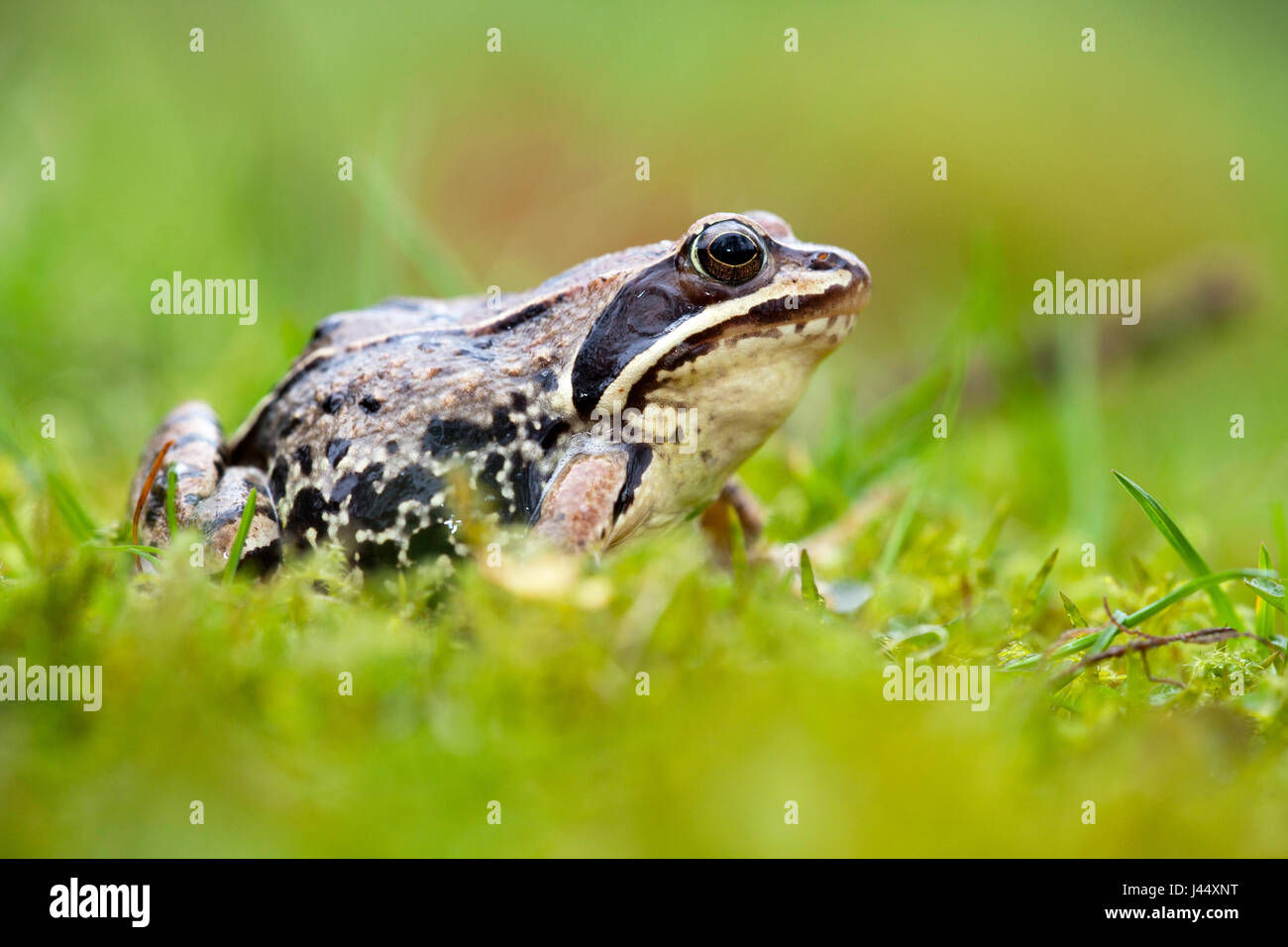 Foto di una rana di Moro in erba verde con una verde sfocata in primo piano e sullo sfondo Foto Stock