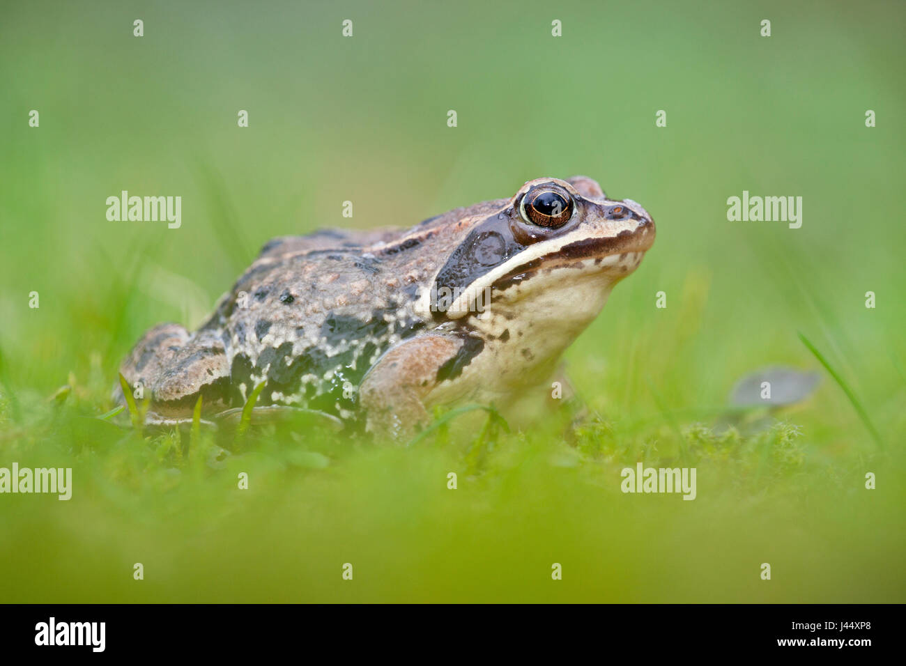 Foto di una rana di Moro in erba verde con una verde sfocata in primo piano e sullo sfondo Foto Stock