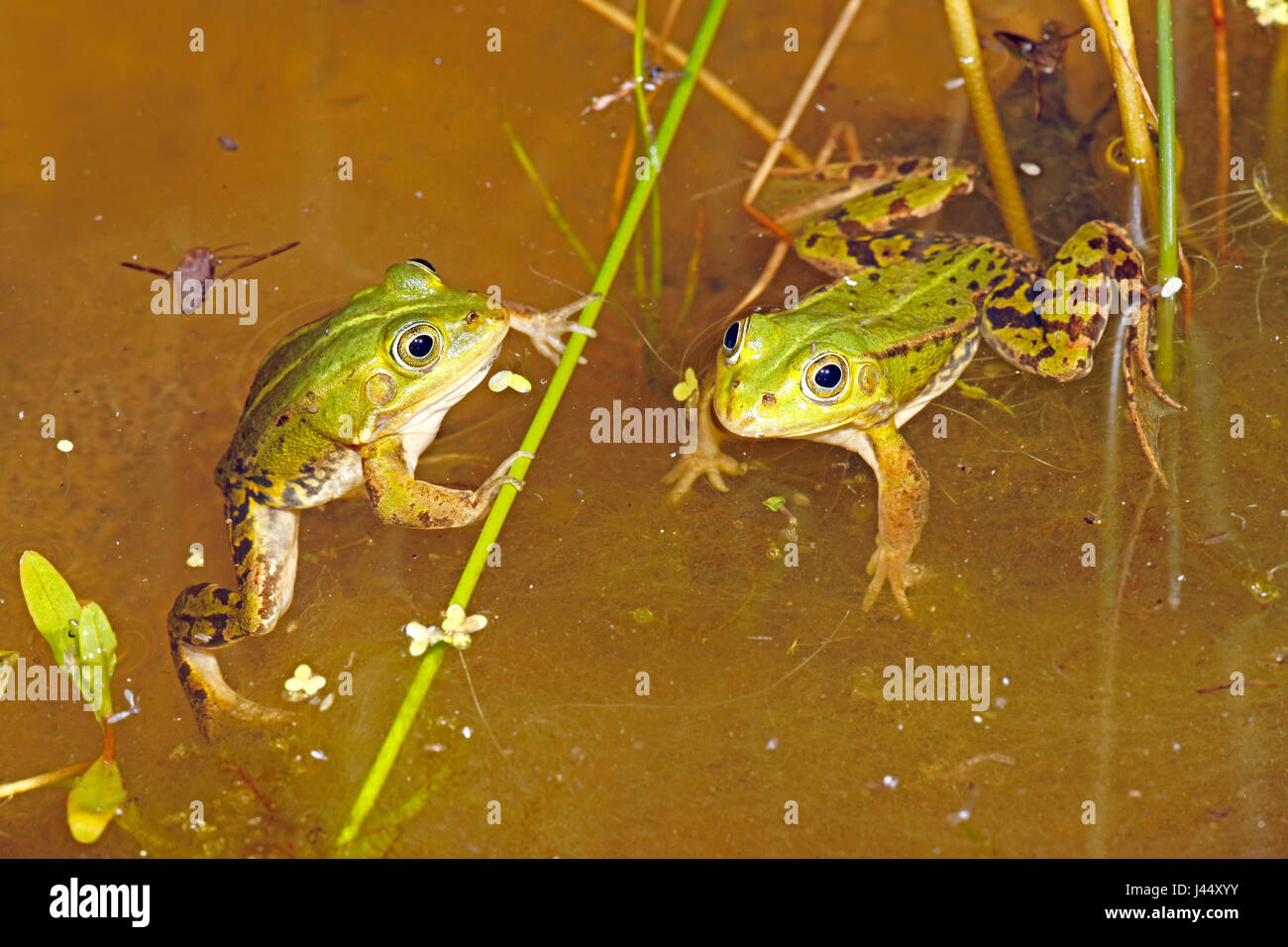 Foto di due pool maschio le rane nel loro allevamento stagno di notte Foto Stock