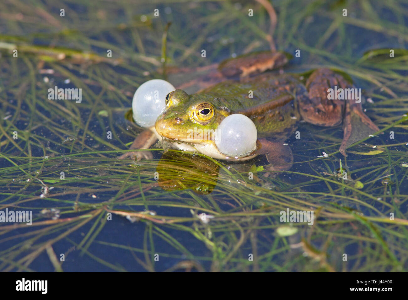 Foto di un maschio di chiamata rana in piscina Foto Stock