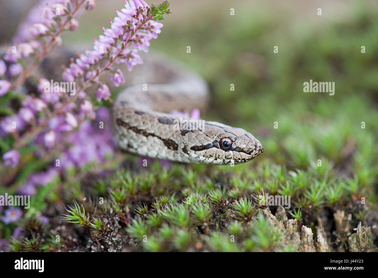 Ritratto di un serpente liscio tra heather Foto Stock