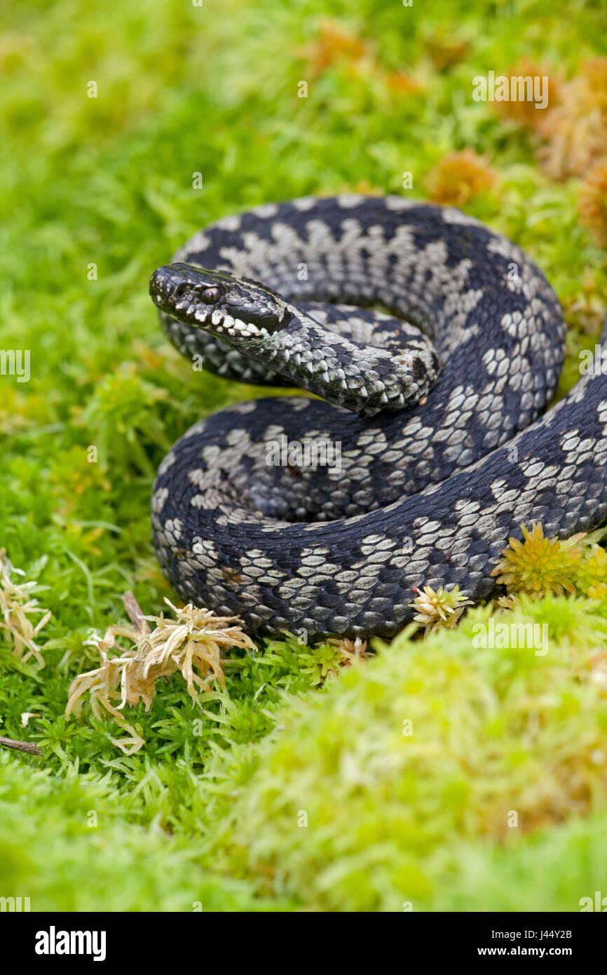 Foto di un maschio di vipera comune Foto Stock