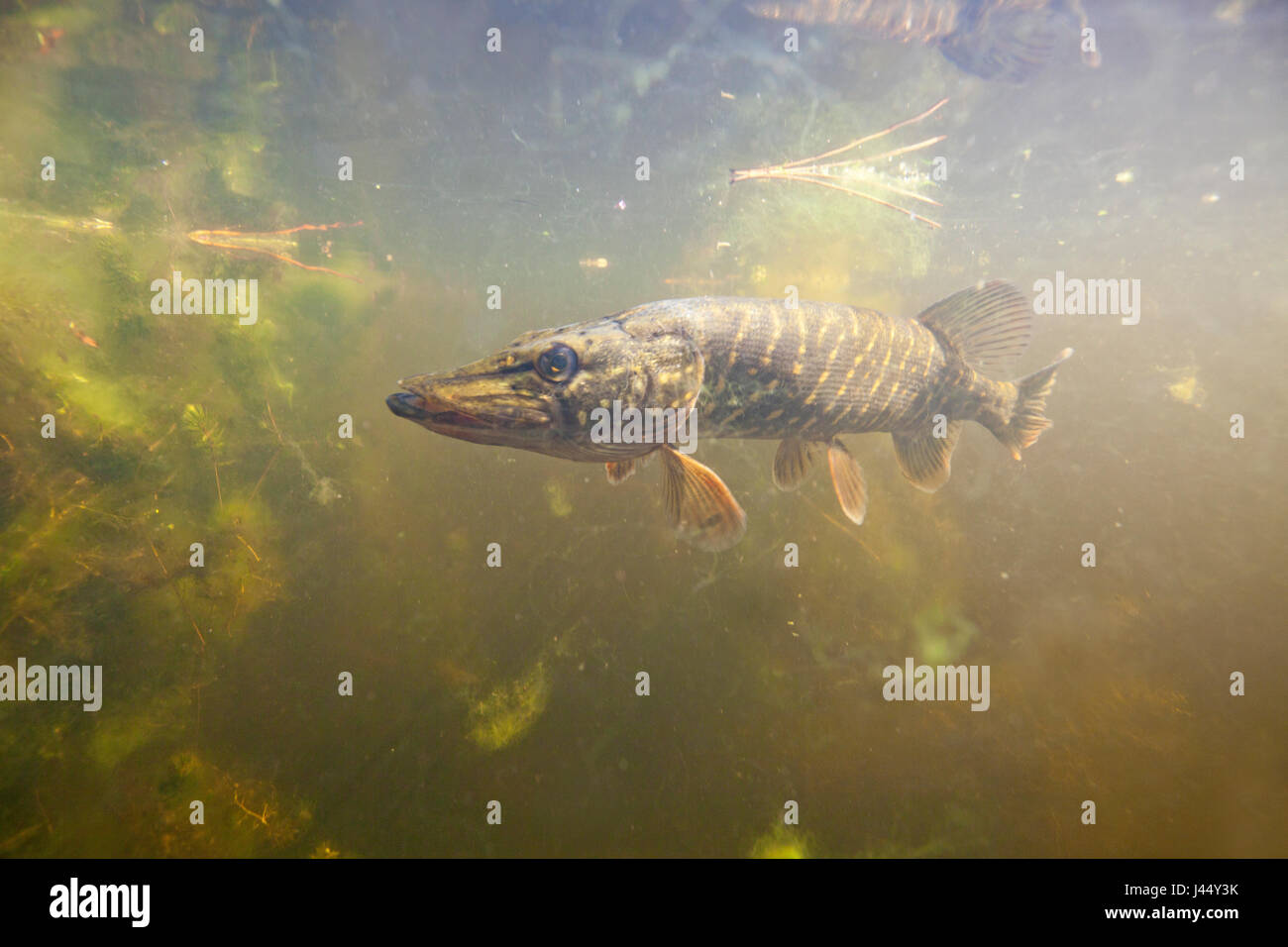 Fotografia di natura di un sottomarino di luccio in acqua chiara Foto Stock
