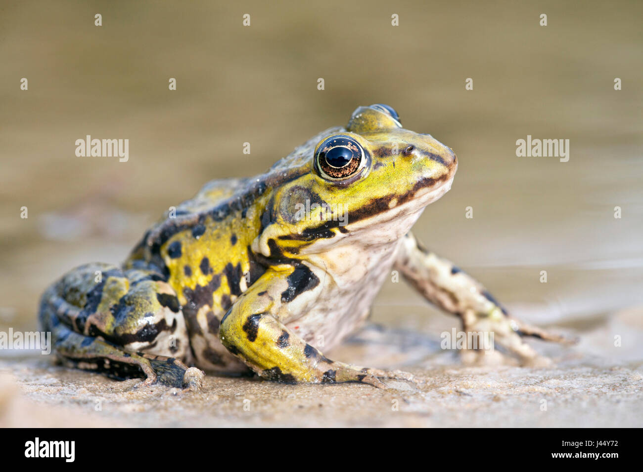 Foto di una rana verde sulla riva Foto Stock