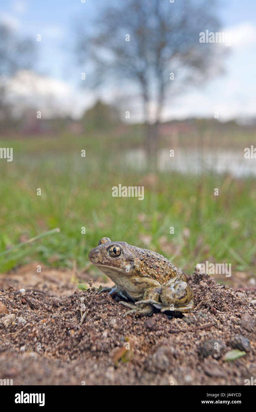 Foto di un comune spadefoot toad nel suo habitat Foto Stock