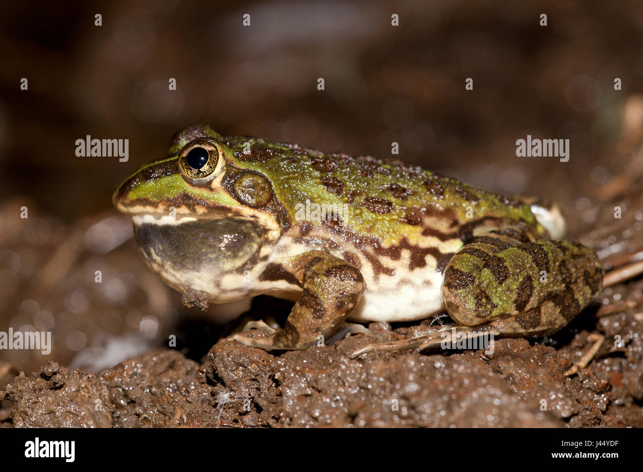 Comune rana di fiume; Afrana angolensis Foto Stock