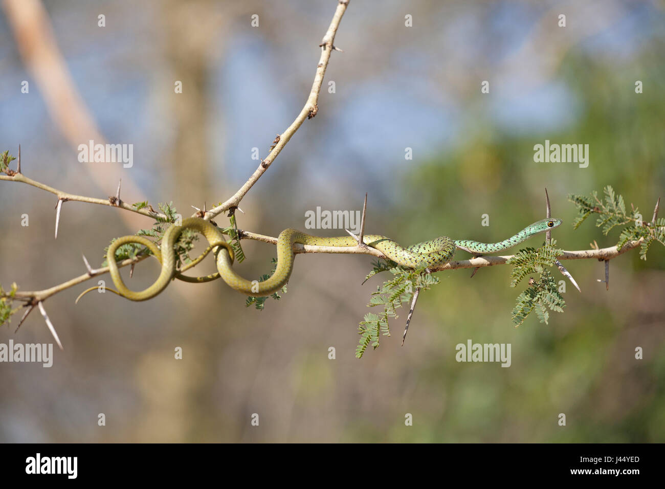 Philothamnus semivariegatus; Spotted Bush Snake; Foto Stock