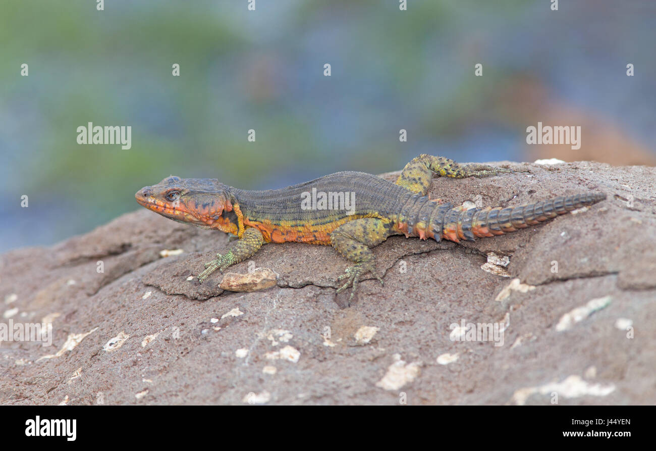 Falesia di Drakensberg lizard; Pseudocordylus melanotus; Foto Stock