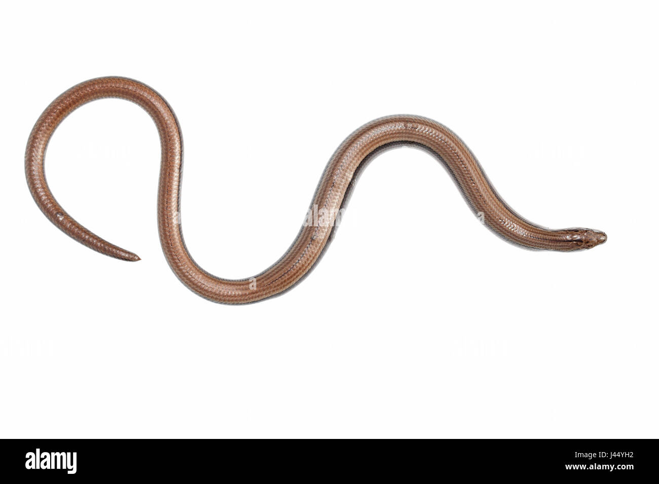 Foto di rendering di un worm lenta Foto Stock
