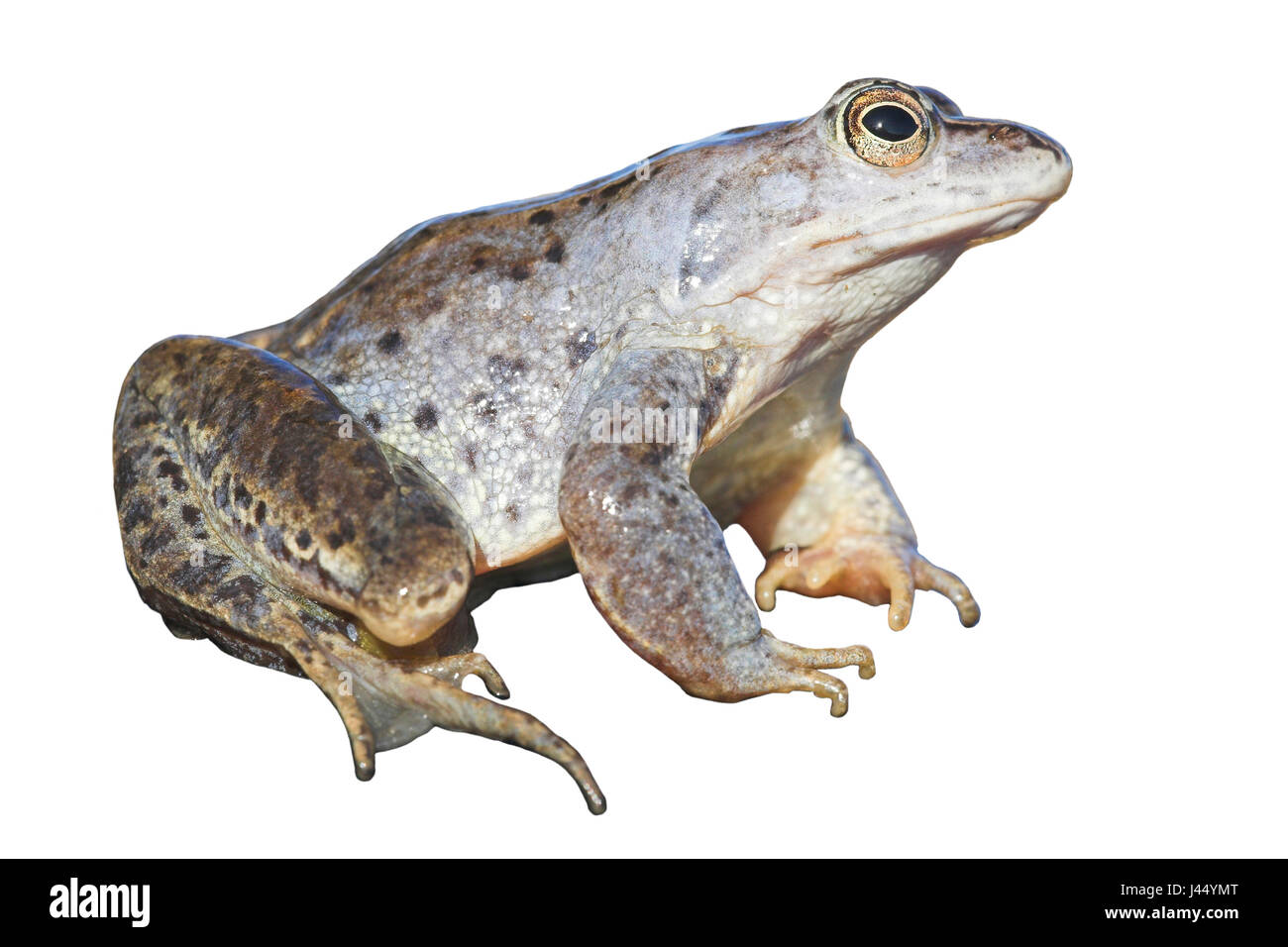 Moor frog contro uno sfondo bianco (resa) Foto Stock