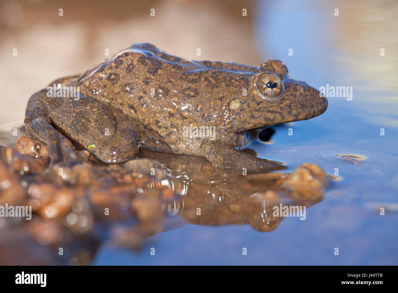 Foto di un fiume Maluti rana, esso ha un umbraculum nel suo occhio che protegge gli occhi dalle radiazioni UV ed è un adattamento per vivere di altitudini elevate Foto Stock