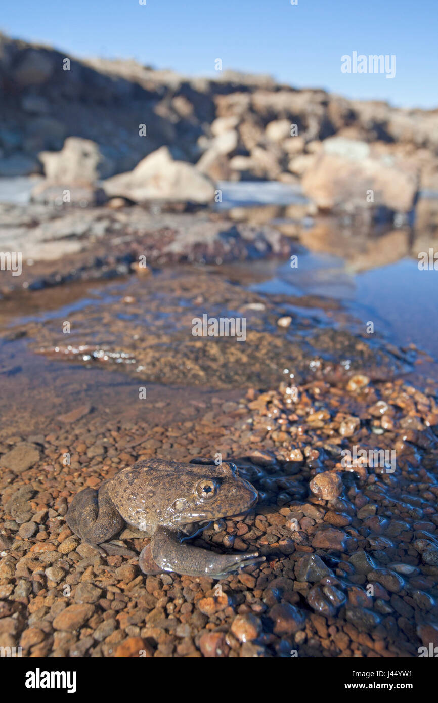 Foto di un fiume Maluti rana in una parzialmente congelato ruscello di montagna Foto Stock