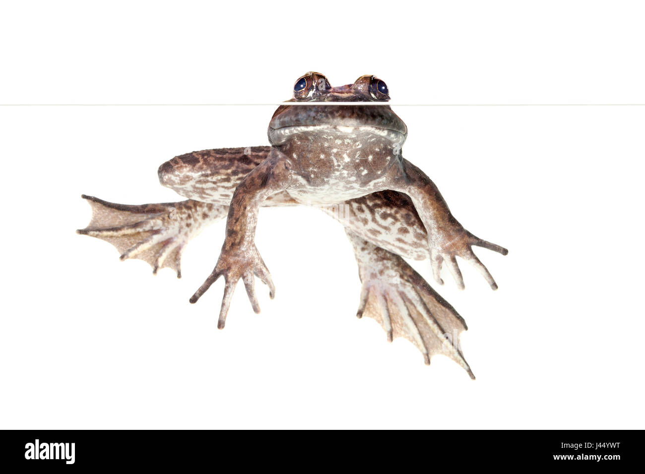 American bullfrog fotografati contro uno sfondo bianco Foto Stock