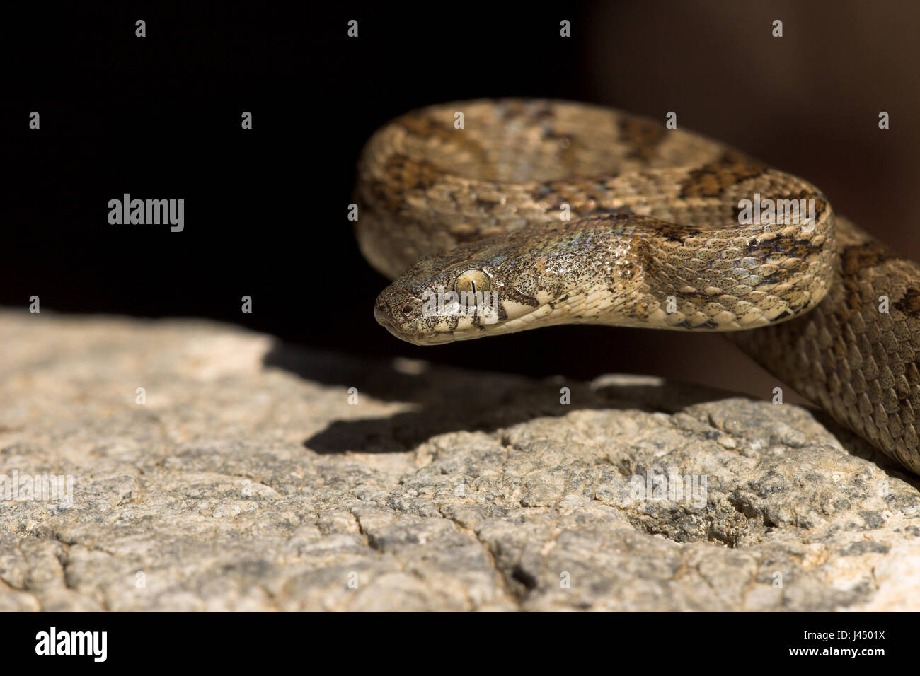 Foto di un gatto di snake nel buio Foto Stock