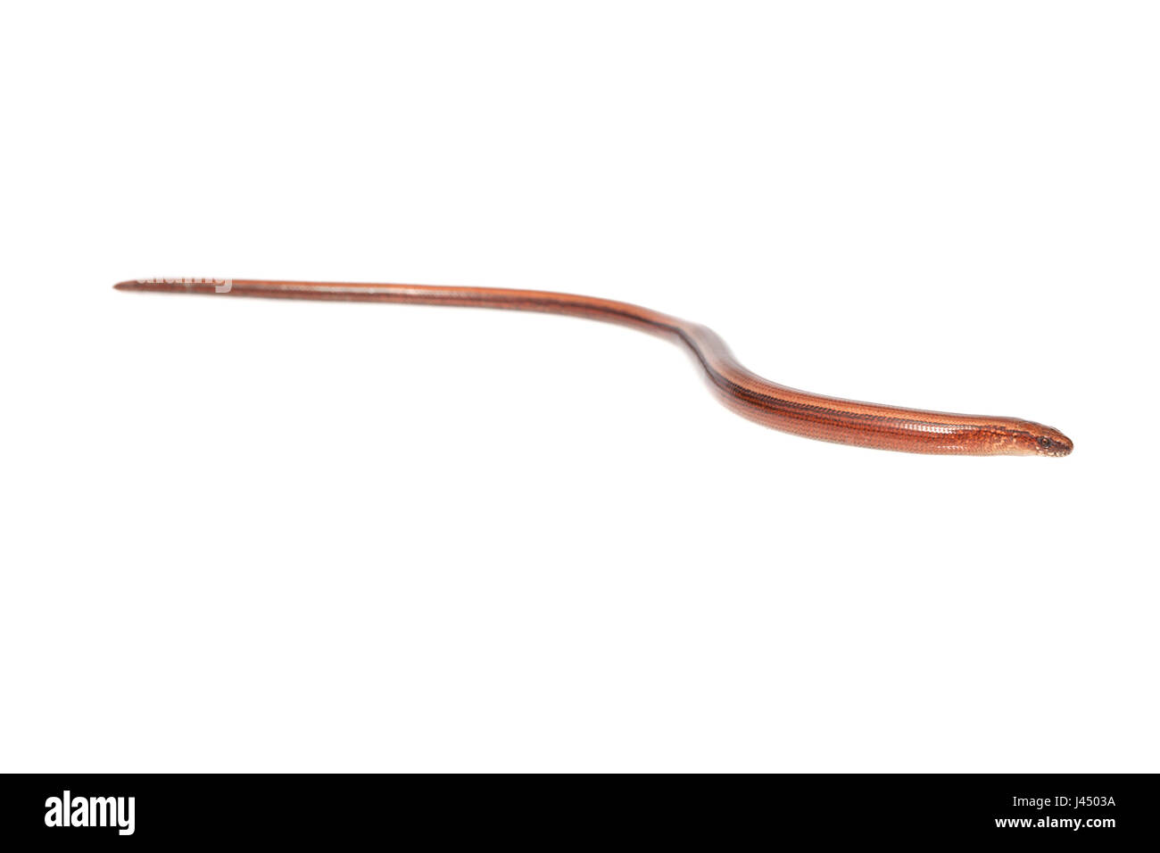 Foto di rendering di un lento worm (Anguis fragilis) Foto Stock