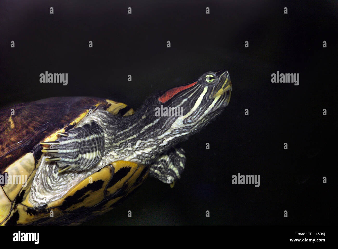 Foto di un nuoto rosso-eared slider underwater Foto Stock