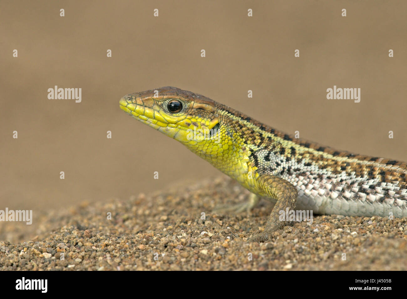 Ritratto di un serpente maschile-eyed lizard Foto Stock