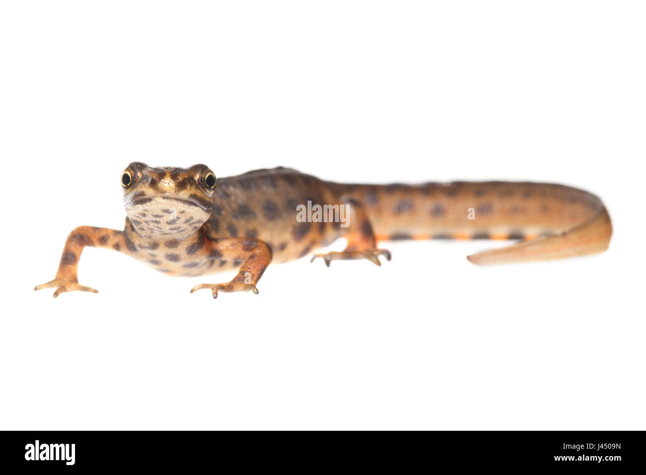 Foto di rendering di un comune tritone crestato maschio Foto Stock