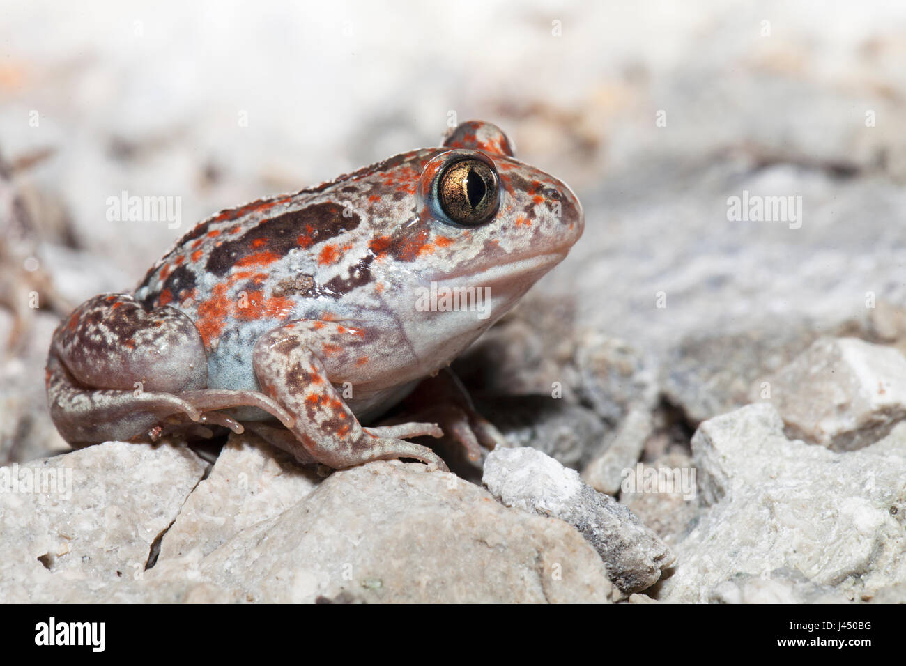 Comune (Spadefoot Pelobates fuscus) Foto Stock