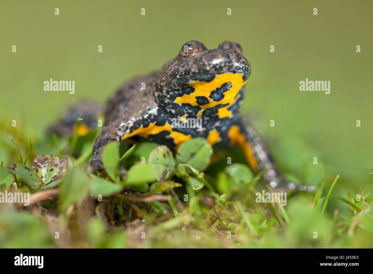 Foto di un ululone dal ventre giallo su terra Foto Stock