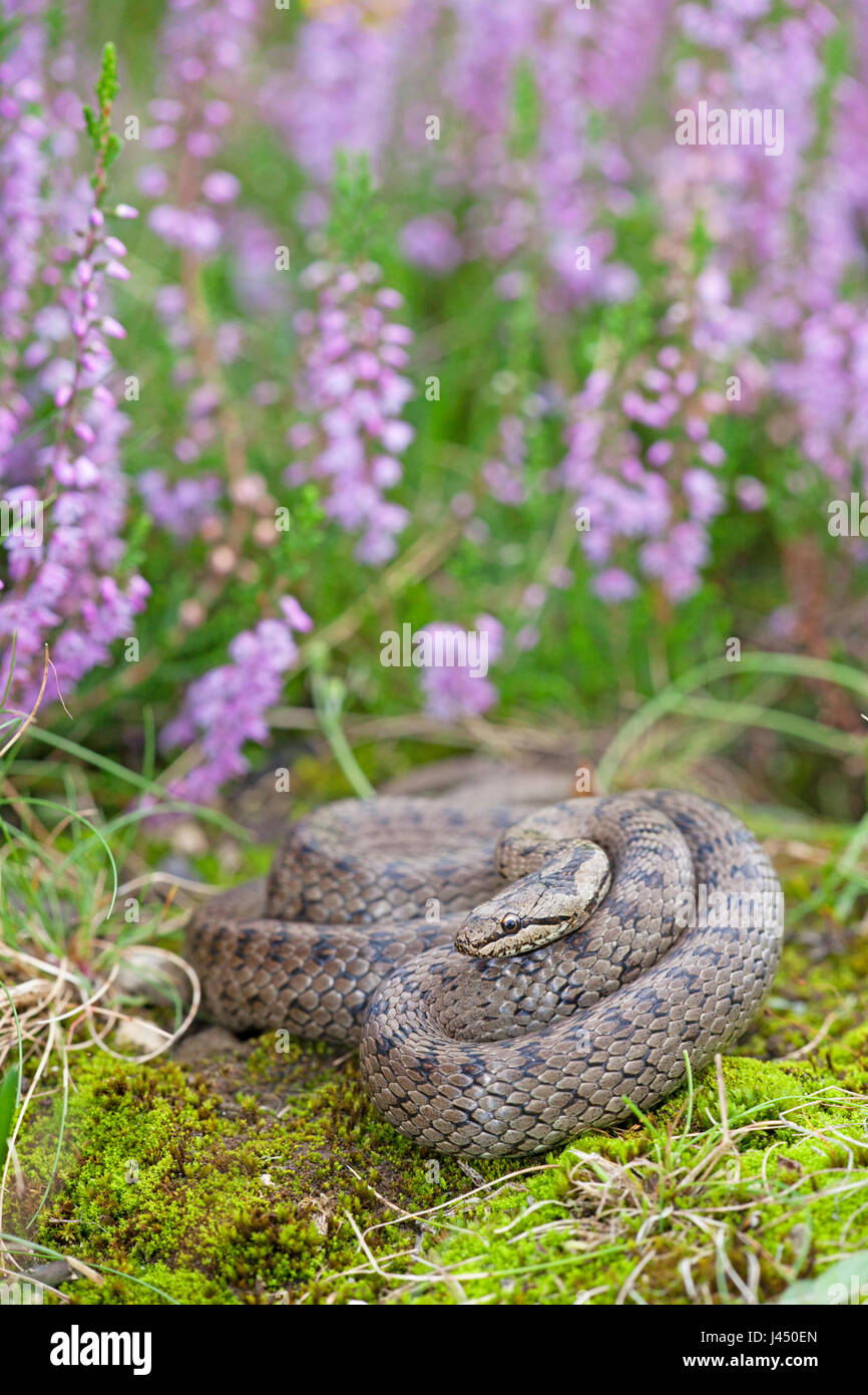Foto di un serpente liscio tra fioriti heather Foto Stock