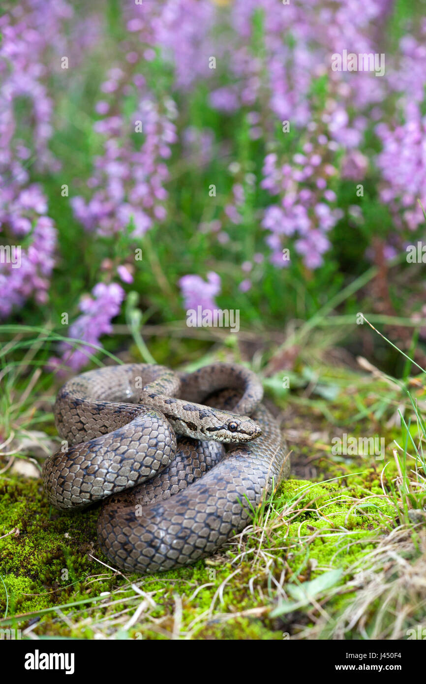 Foto di un serpente liscio tra fioriti heather Foto Stock