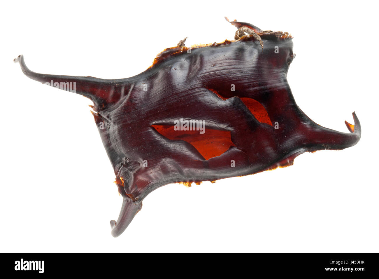 Uovo del pattino spinoso isolata contro uno sfondo bianco; Foto Stock