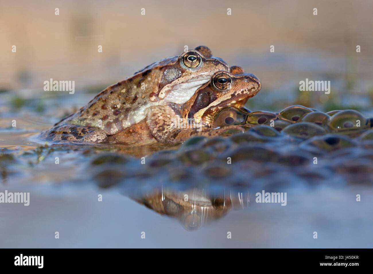 Coppia rane comuni in acqua tra frog spawn Foto Stock