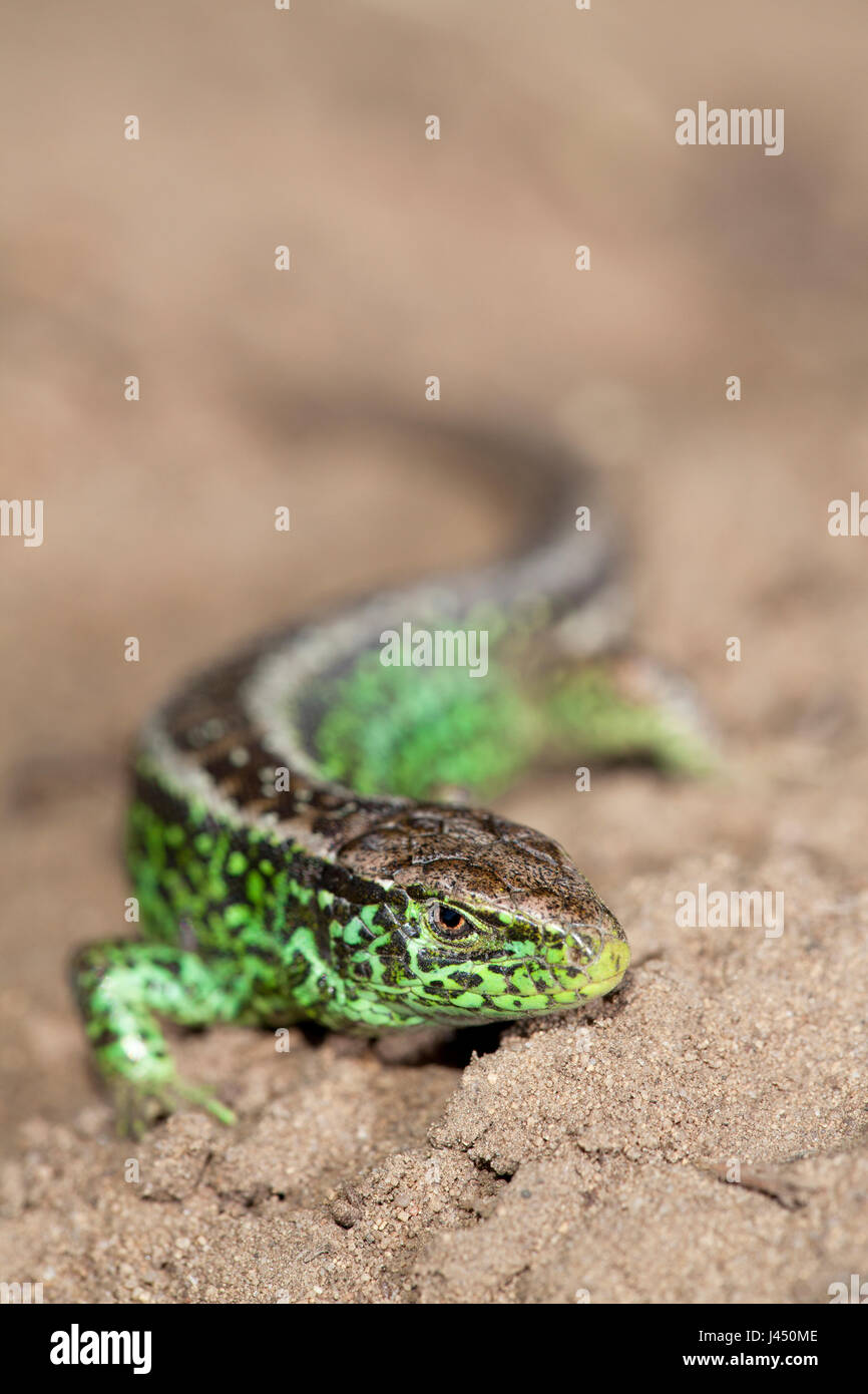 Foto verticale di un maschio verde lucertola di sabbia Foto Stock