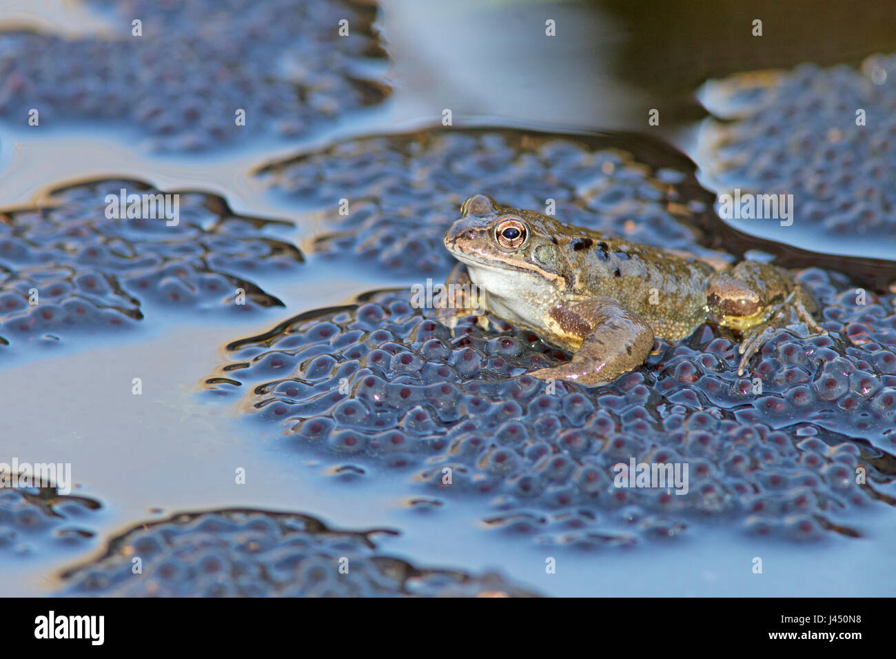 Rana comune maschio sulla sommità di frog spawn durante l'accoppiamento Foto Stock
