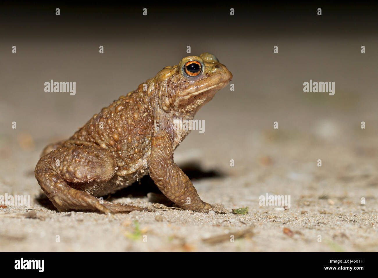 Il rospo comune maschio di notte sulla strada di sabbia; Foto Stock