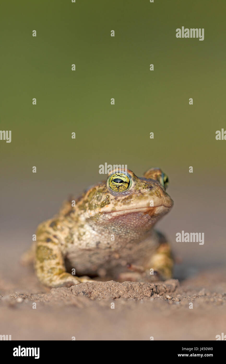 Ritratto di un natterjack (Bufo calamita) Foto Stock