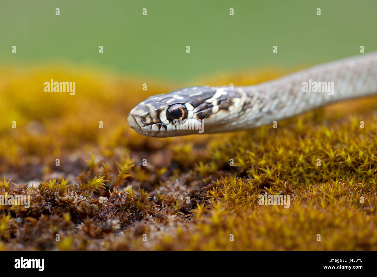 Western frusta snake ritratto Foto Stock