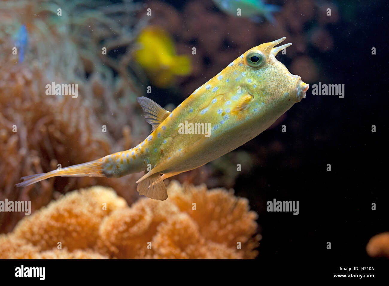 Longhorn cowfish nella parte anteriore della barriera corallina Foto Stock