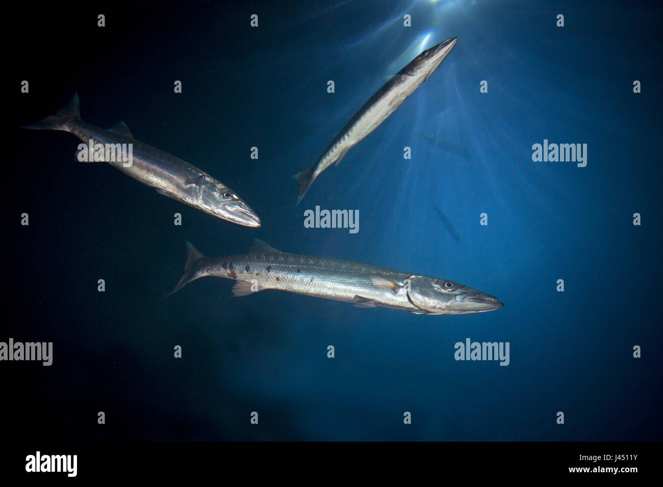 Il barracuda è fotografato dal di sotto Foto Stock