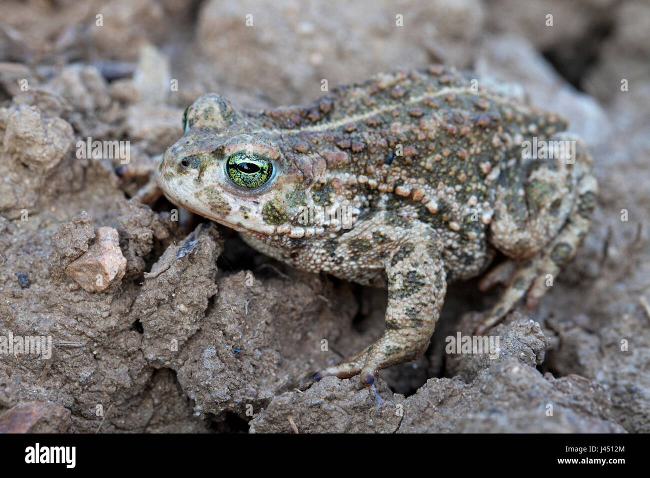 Natterjack su terreni agricoli Foto Stock