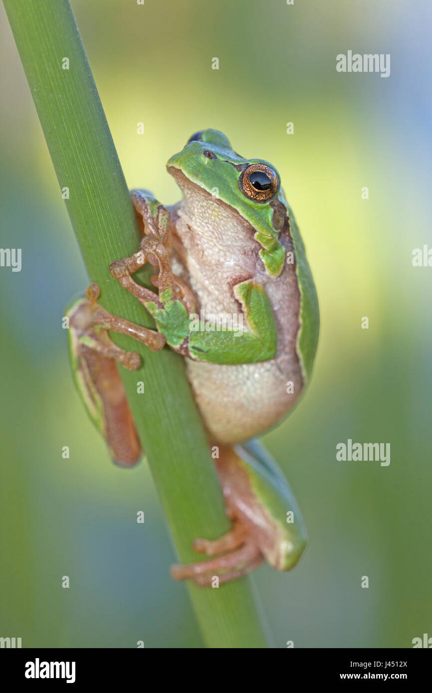 Comune di raganella sul pettine Foto Stock