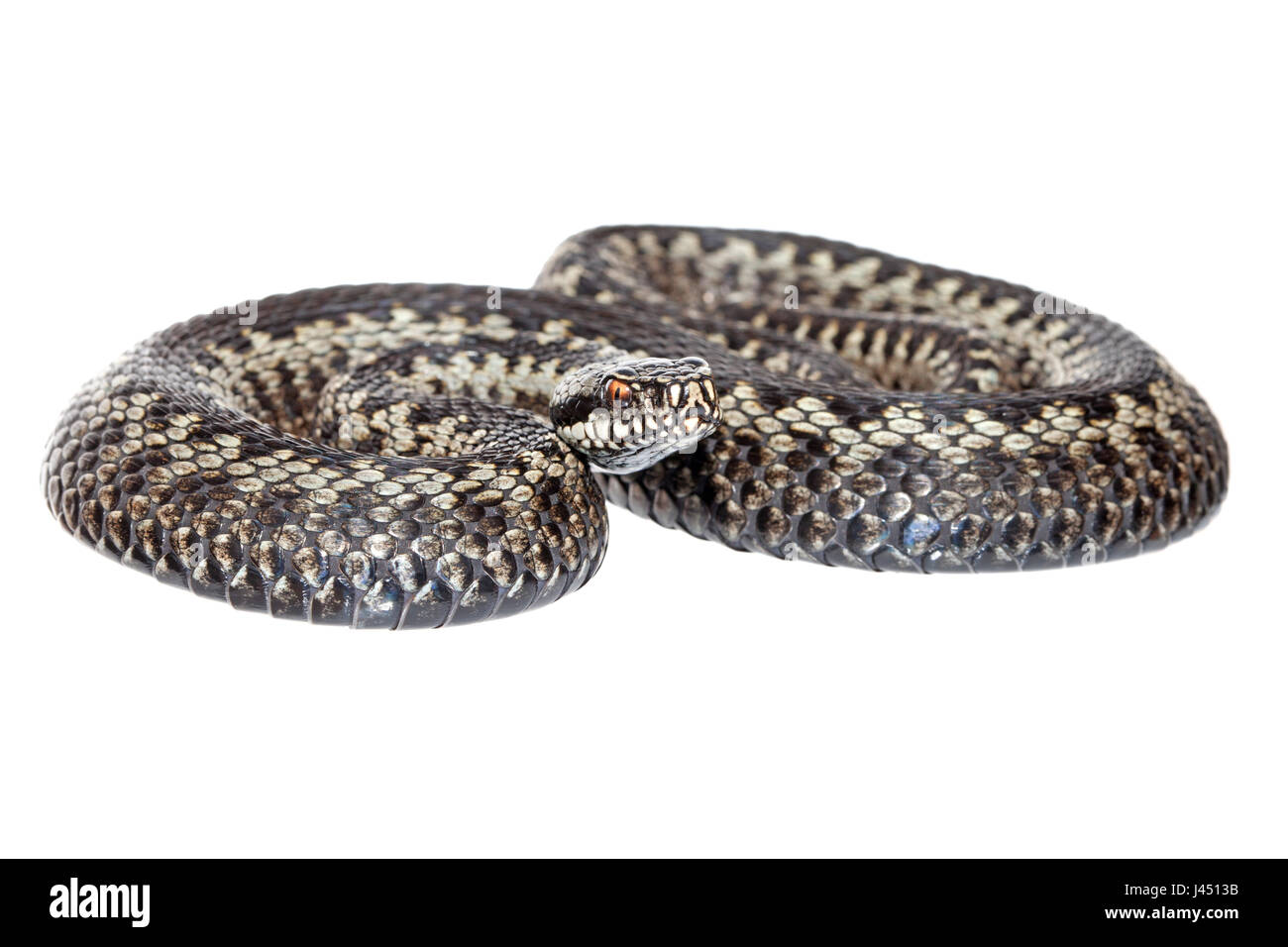 Foto di un maschio di vipera comune contro uno sfondo bianco Foto Stock