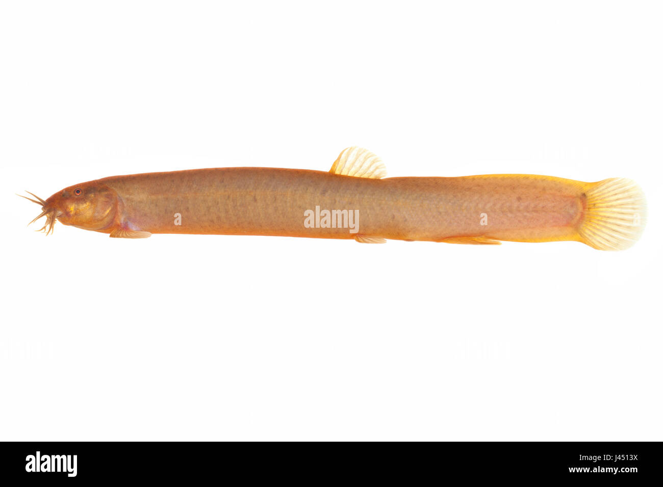 Oriental Weatherfish isolata contro uno sfondo bianco Foto Stock