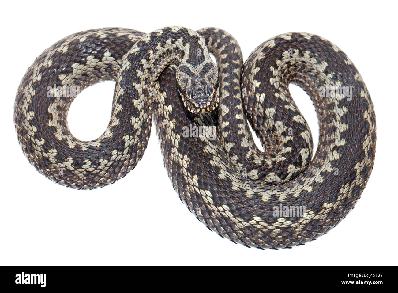 Foto di un maschio di vipera comune contro uno sfondo bianco Foto Stock