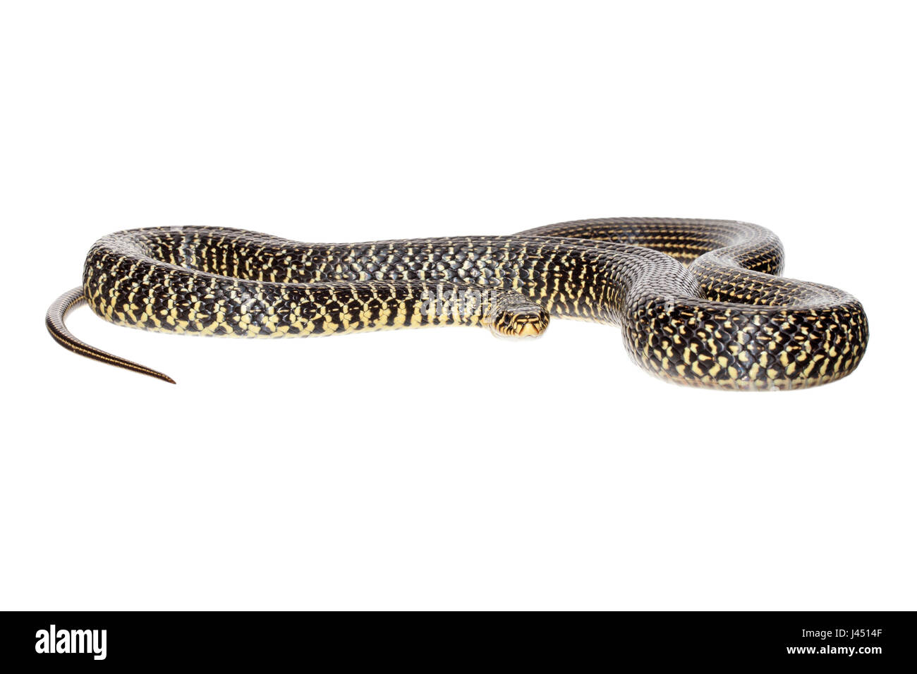 Western frusta snake fotografato su sfondo bianco Foto Stock