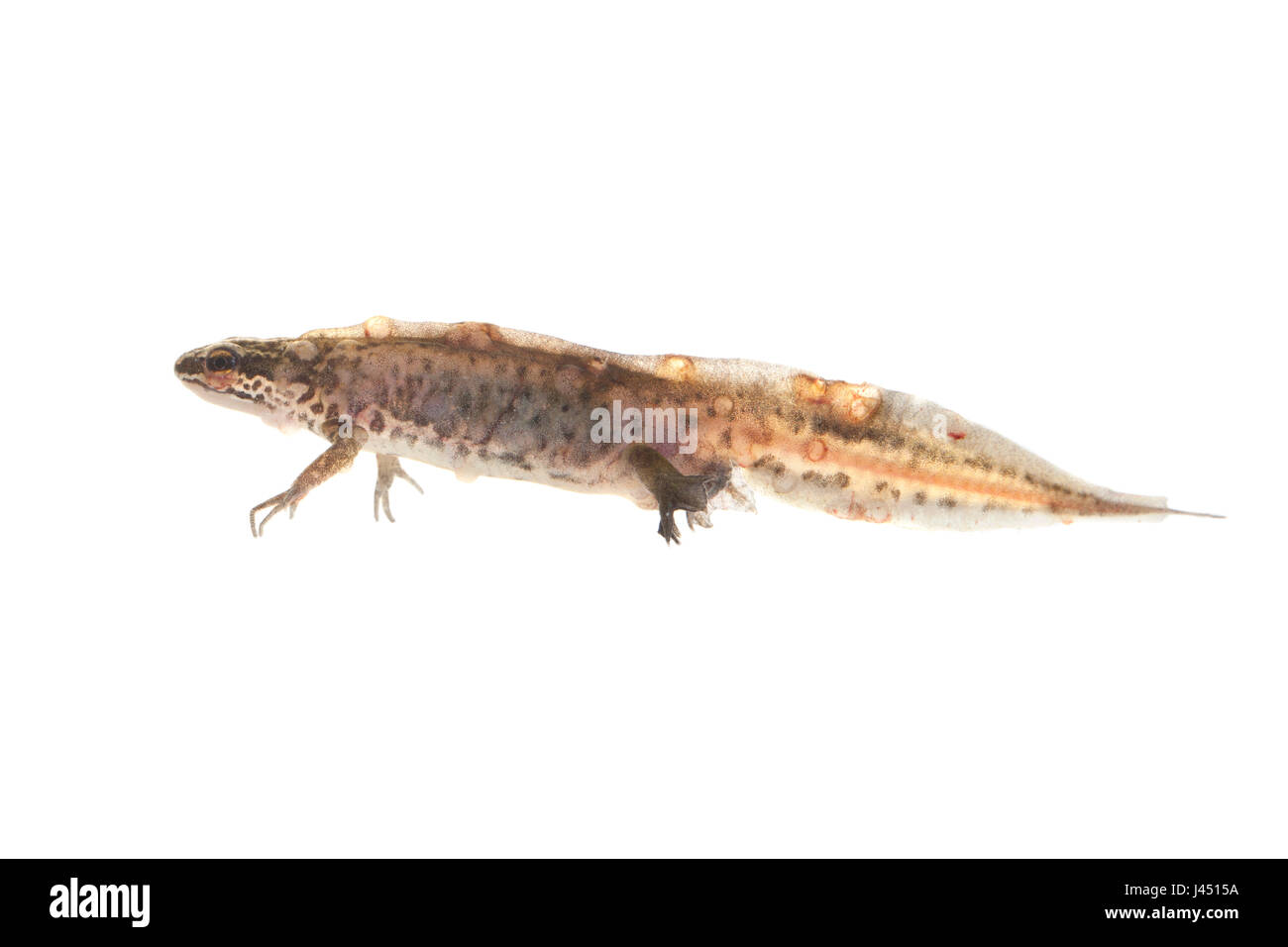 Newt Palmate con Amphibiocystidium fotografato su sfondo bianco Foto Stock