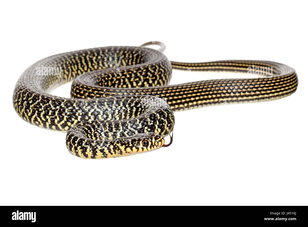 Western frusta snake fotografato su sfondo bianco Foto Stock