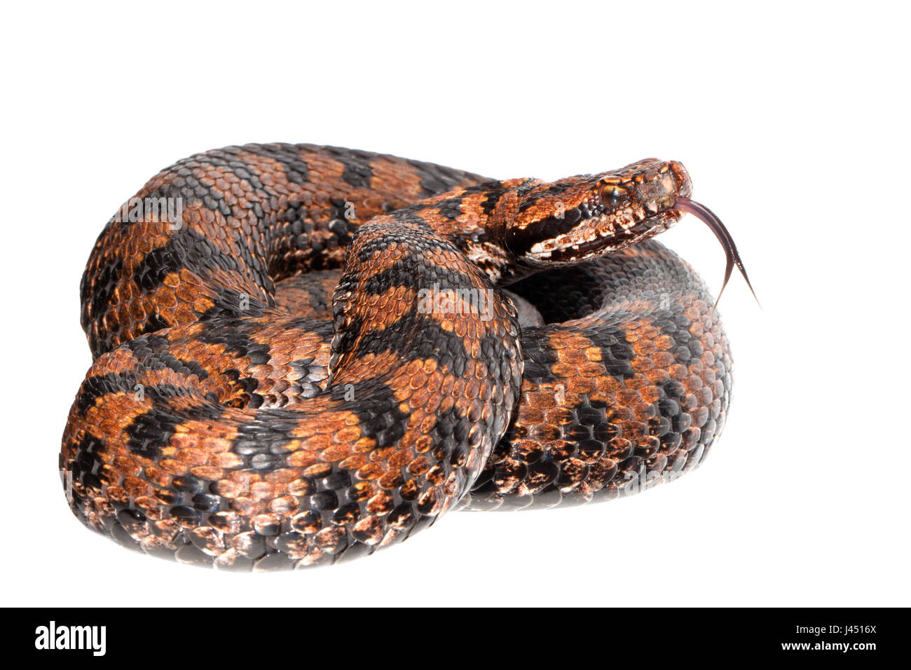 Foto di una vipera comune contro uno sfondo bianco Foto Stock