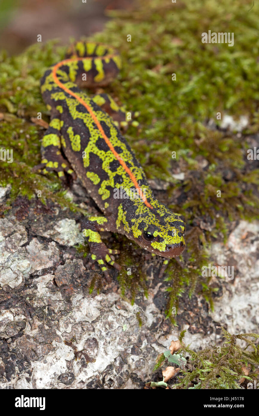 Newt in marmo sul muschio su un tronco di albero Foto Stock