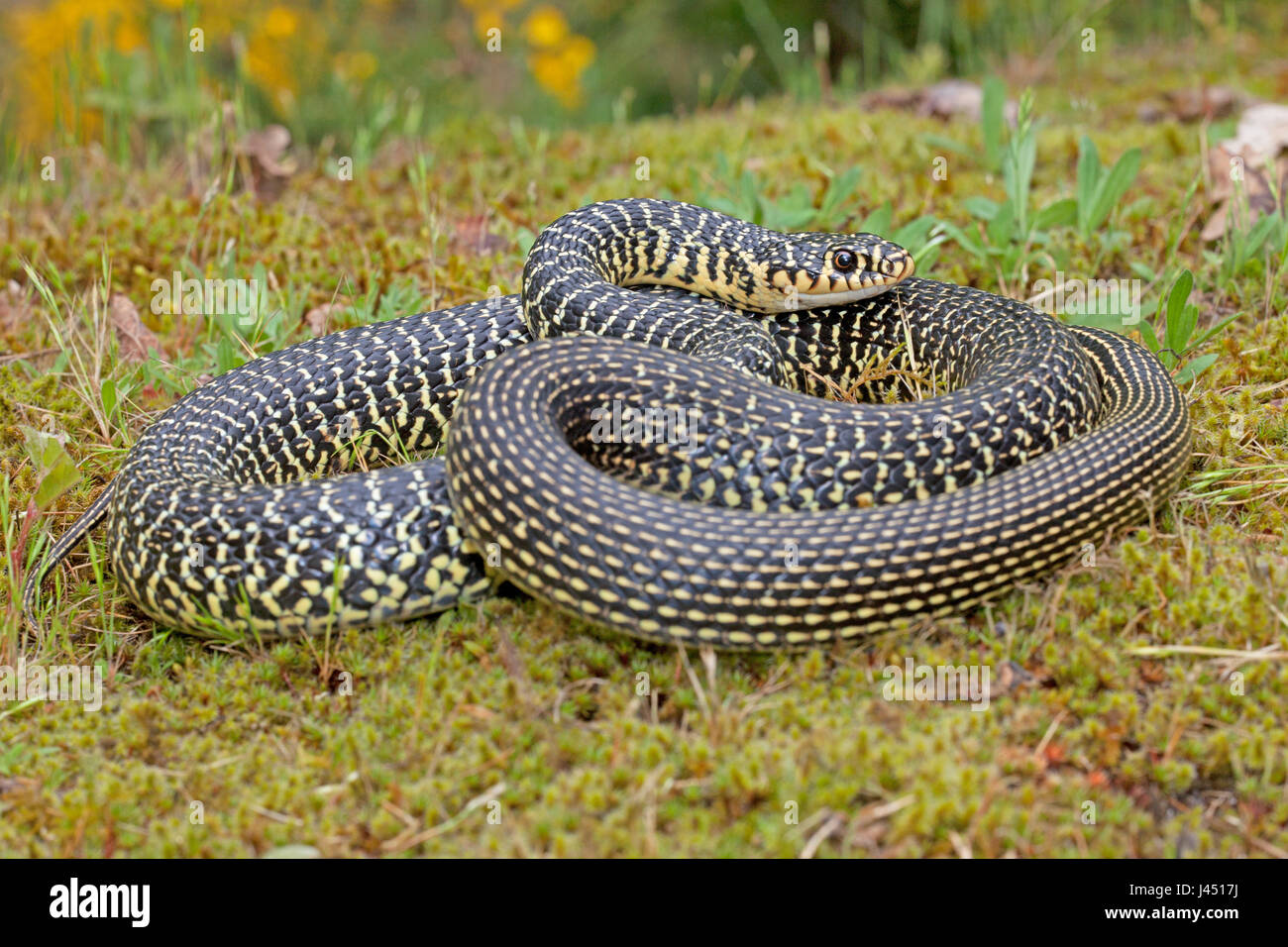 Adulto western frusta snake sul terreno Foto Stock