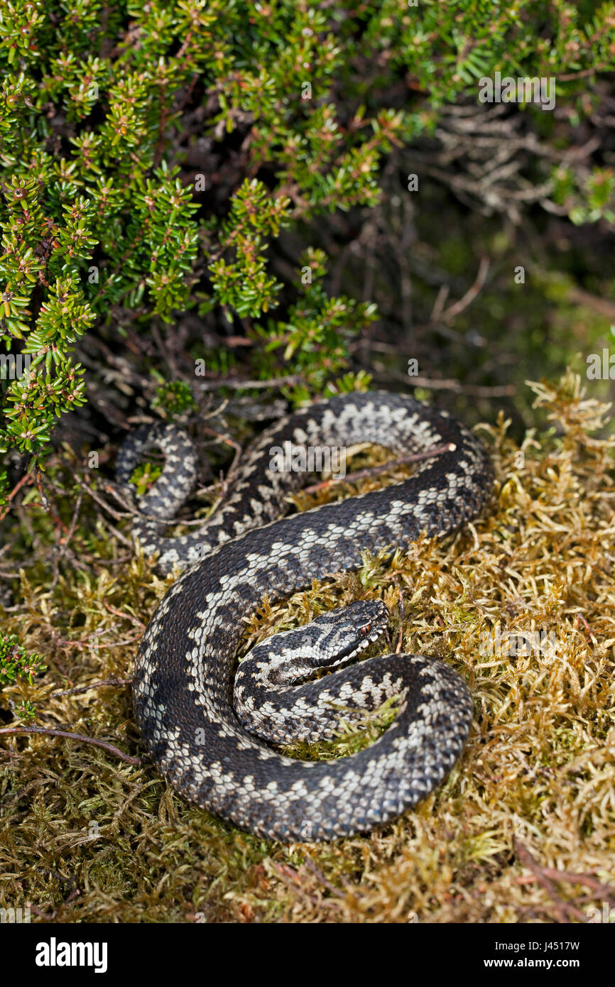 Basking maschio di vipera comune Foto Stock