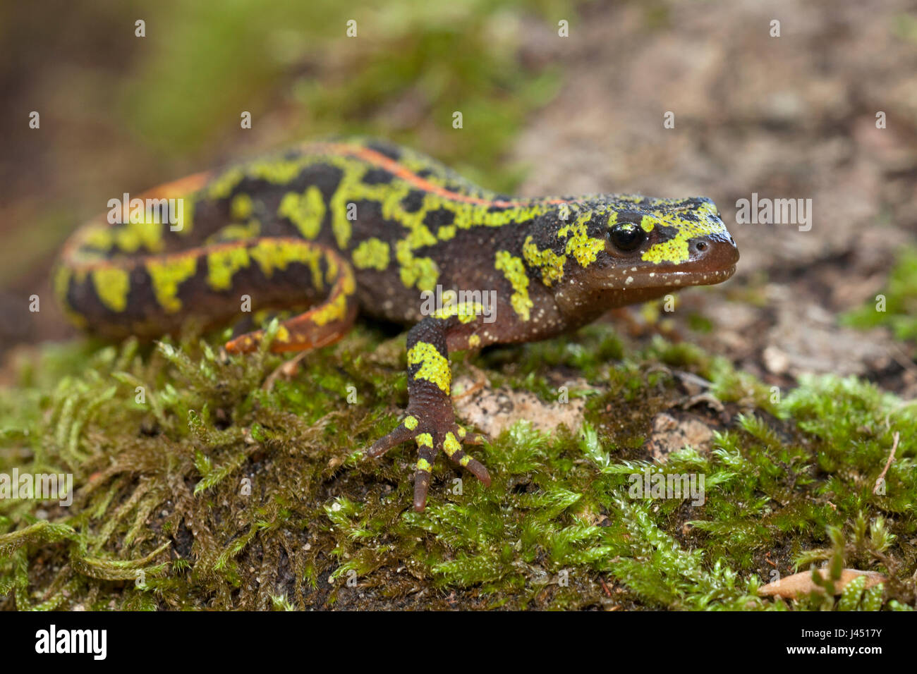 Newt in marmo sul muschio su un tronco di albero Foto Stock